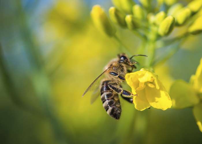 What kind of bug bite do you have?