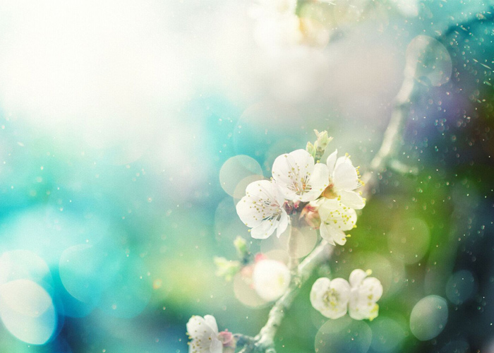 Hayfever high