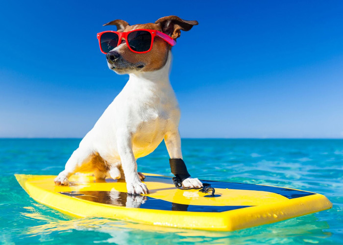 How to save yourself from summer sneezes