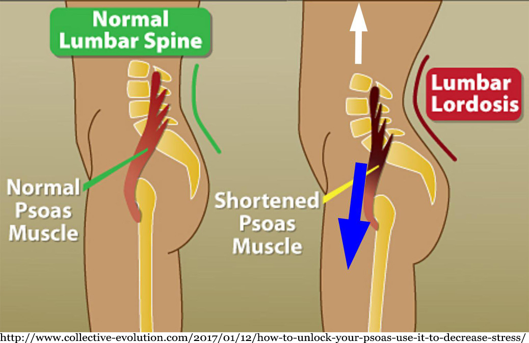 pain psoas muscle muscles responsible