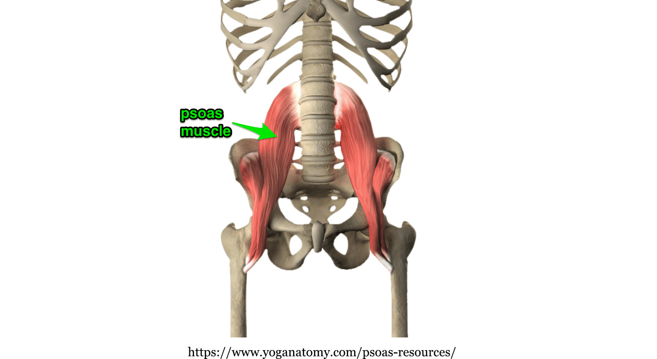 Psoas So What Is This Large Muscle Responsible For Your