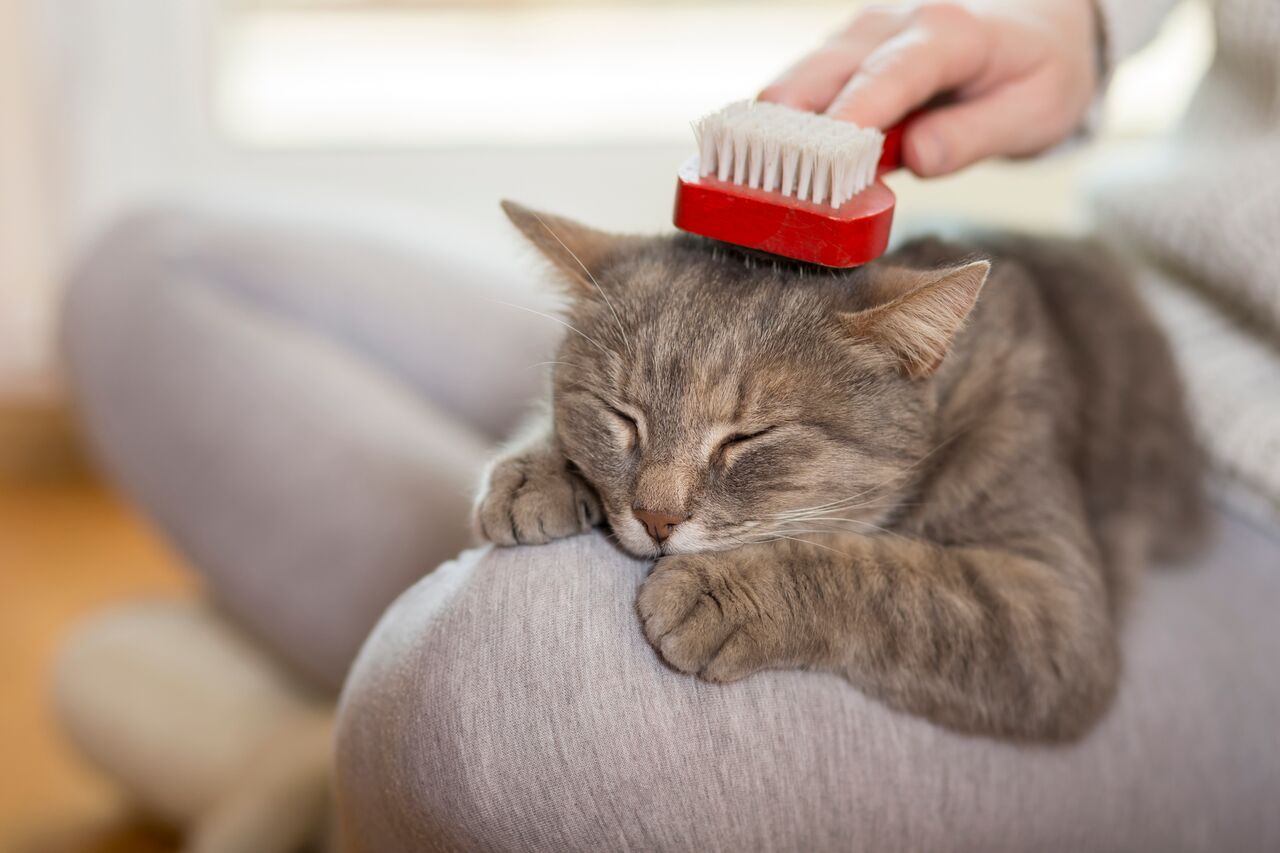 Air purifier for cat dander