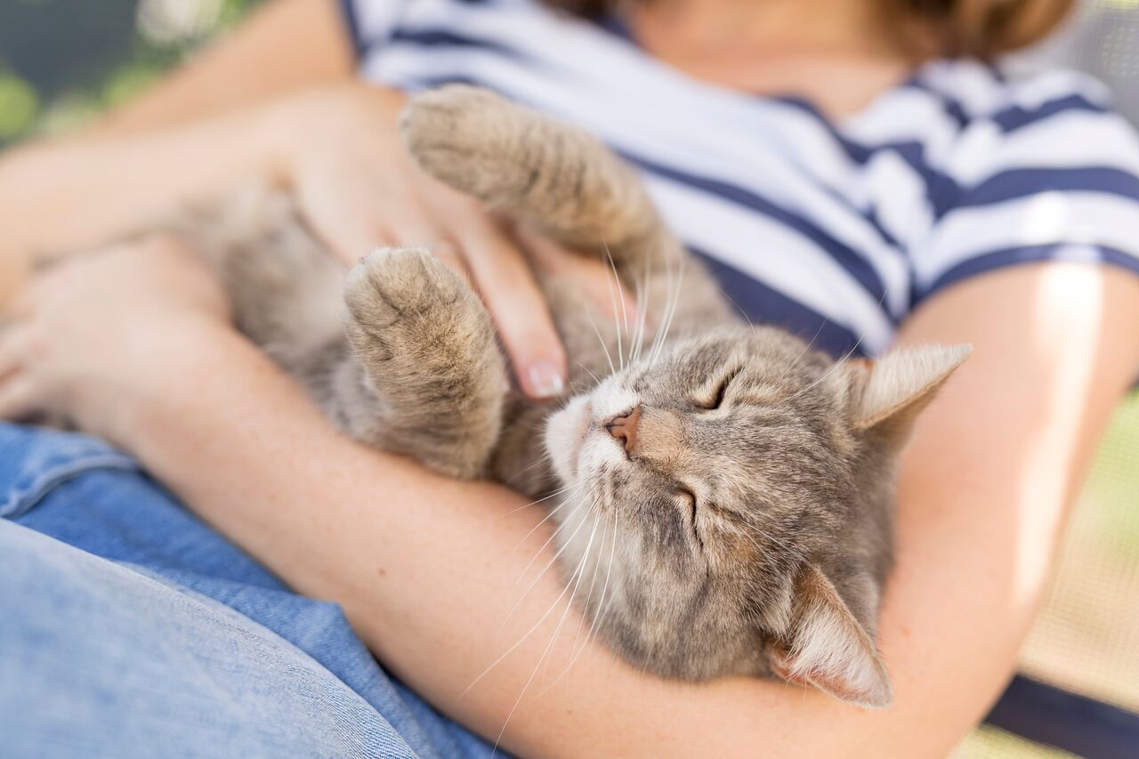 Can You Develop An Allergy To Cats Comfort Zone
