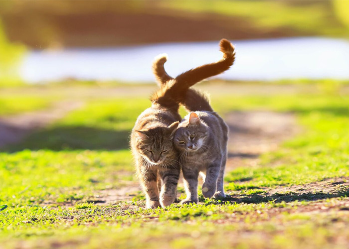 What’s the best type of cat for allergy sufferers?