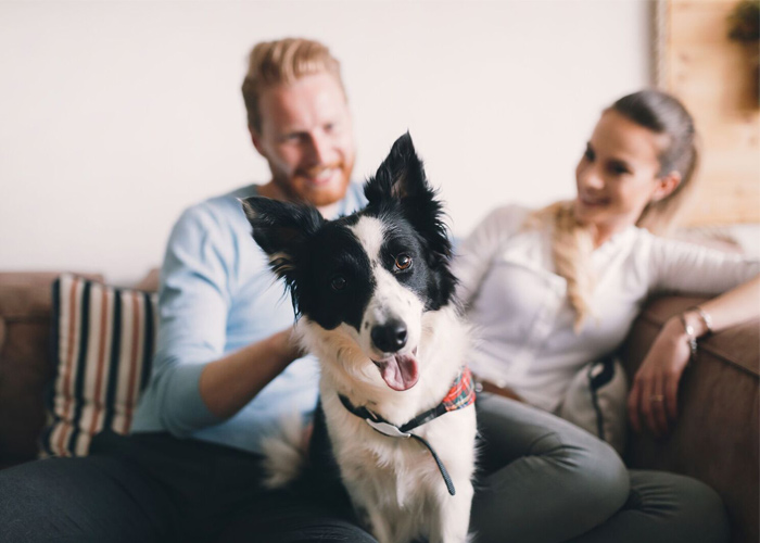 Top tips for dog owners living with a pet allergy