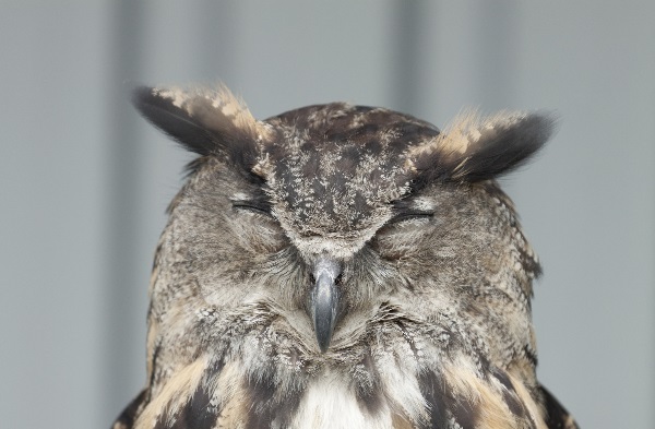 Teen Night Owls Struggle To Learn And >> The Differences Between Night Owls And Morning Larks Teen Night Owls Struggle To Learn And >> The Differences Between Night Owls And Morning Larks