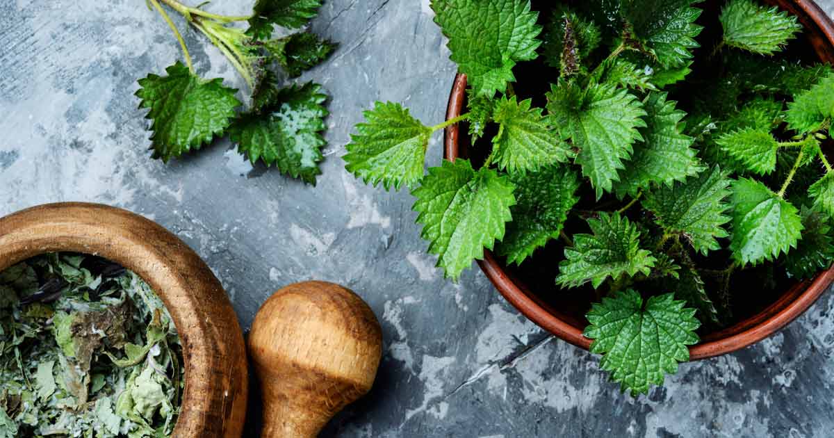 6 helpful herbs for allergy sufferers