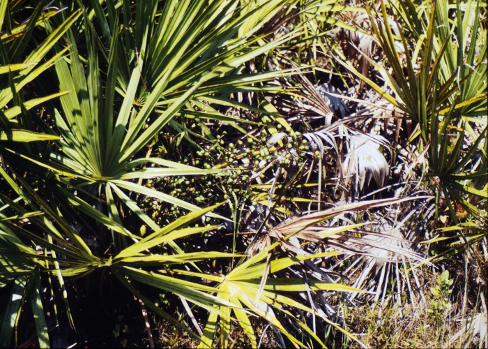 Does Saw Palmetto help with an enlarged prostate?