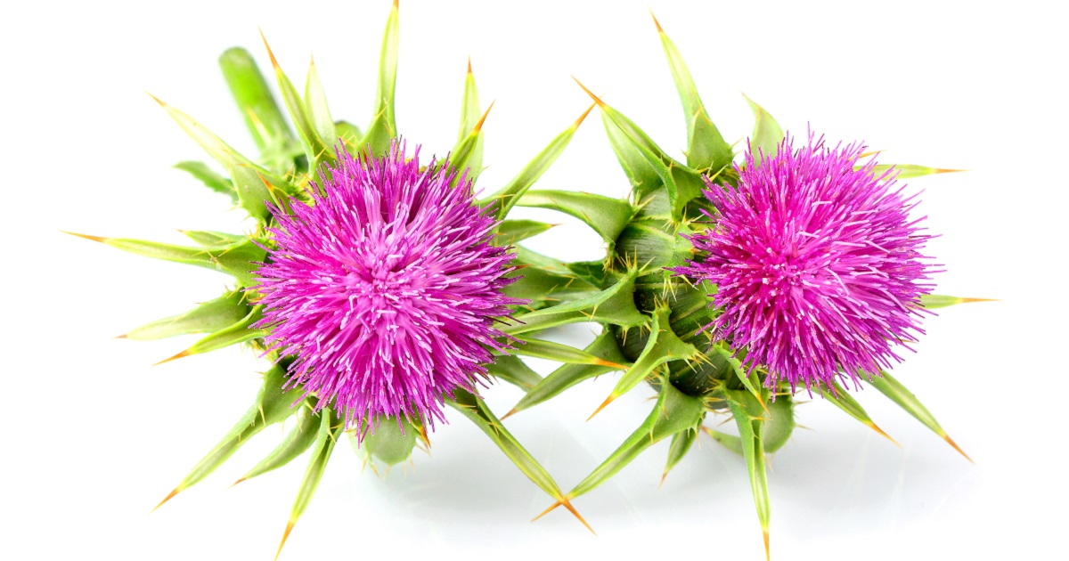 Is milk thistle good for the liver?