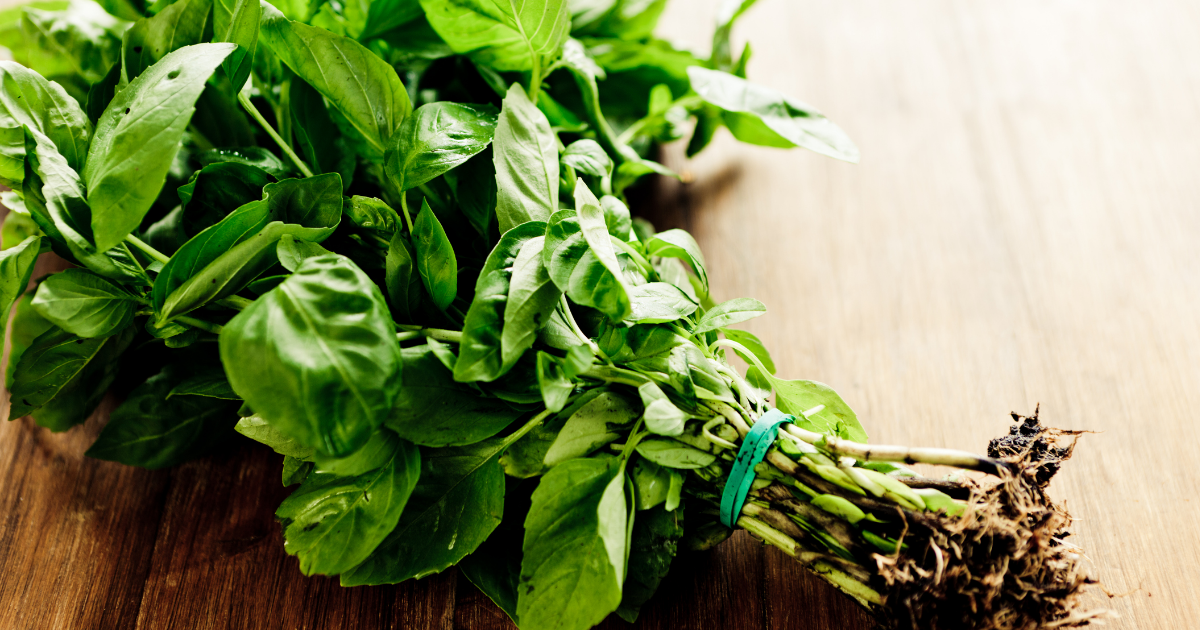 What is the herb basil good for?