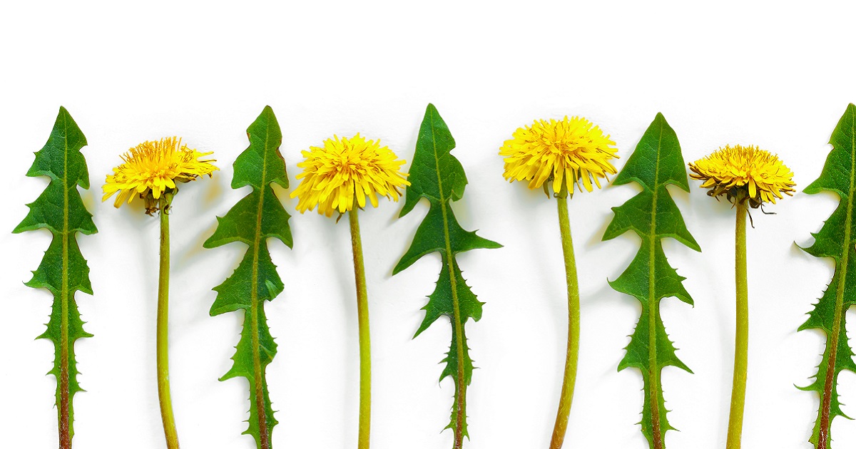 Is dandelion good for digestion?