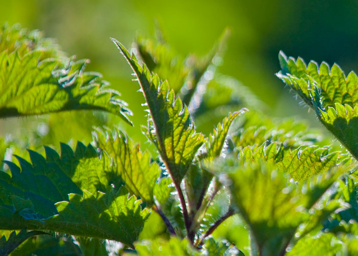 Does Stinging Nettle have antihistamine effects? 