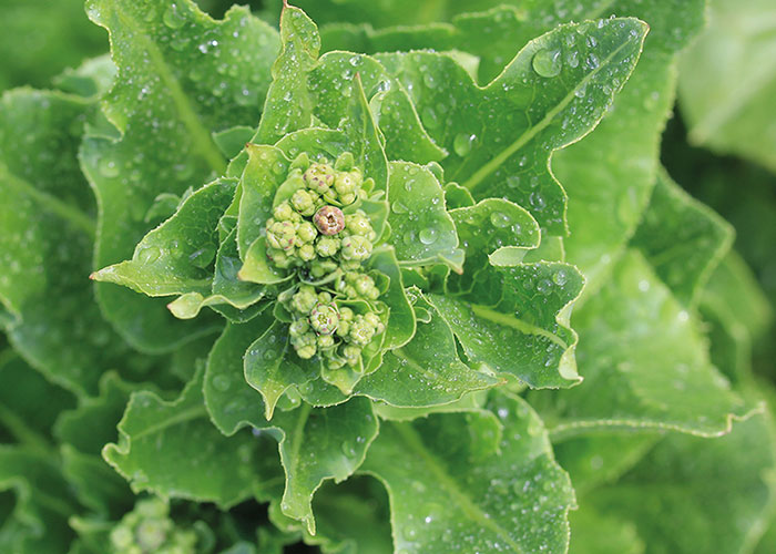 Can lettuce help you sleep?