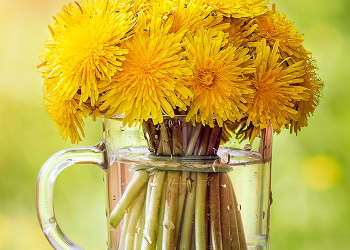 Spring herbs to support your menstrual cycle