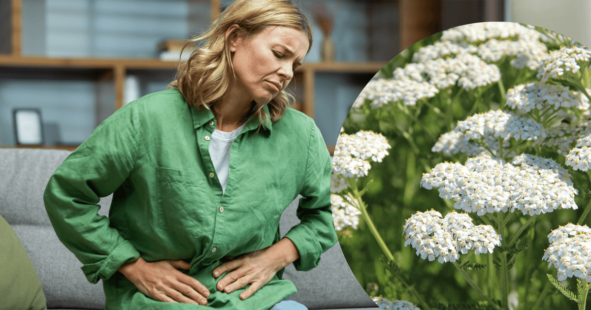 Yarrow for digestive symptoms in perimenopause and menopause A.Vogel