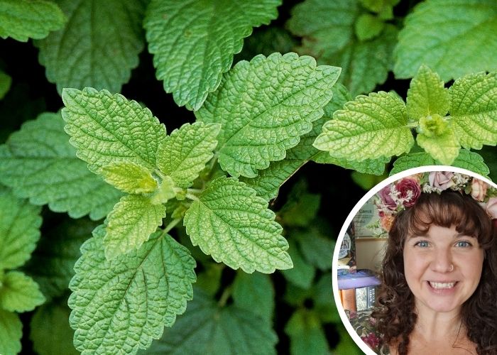 Research backs taking these herbs for a better night's sleep in menopause