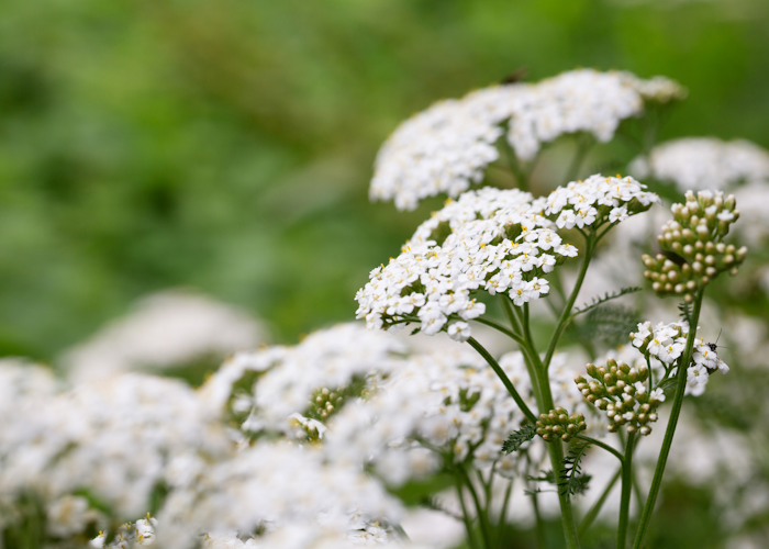 Nutritional advice backed by science: Yarrow for IBS