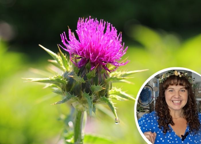 Research Backs Milk Thistle for Easing Menopausal Hot Flushes