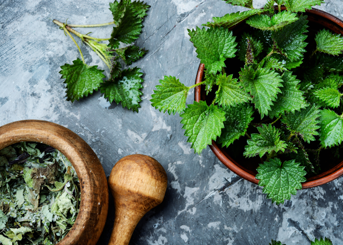 Nettles as a natural antihistamine