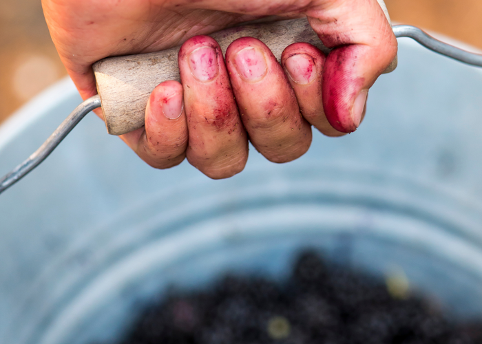 Why Stained Hands Are Good For Your Gut